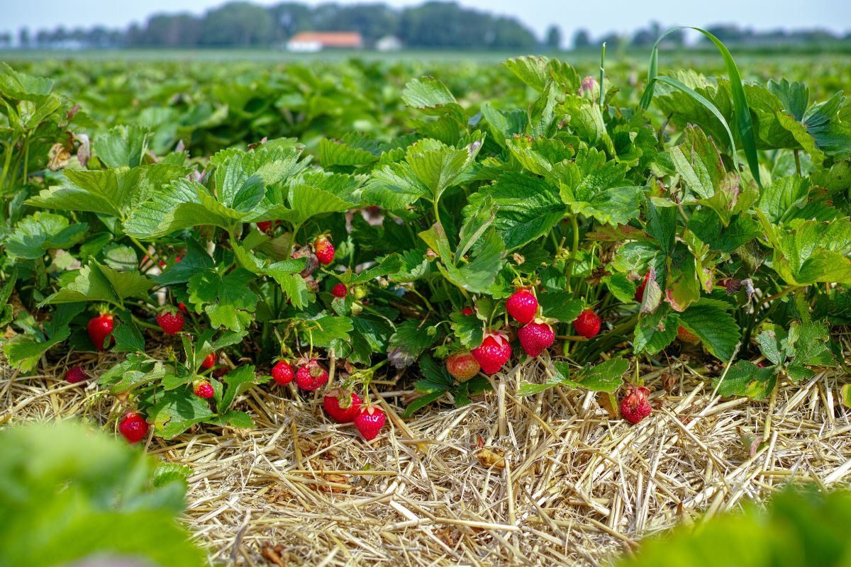 Strawberry plants with ripe fruits on straw mulch at strawberry field