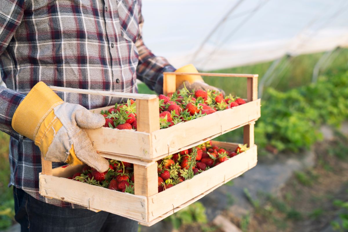 Farmer holding wooden crates full of freshly picked ripe strawberries