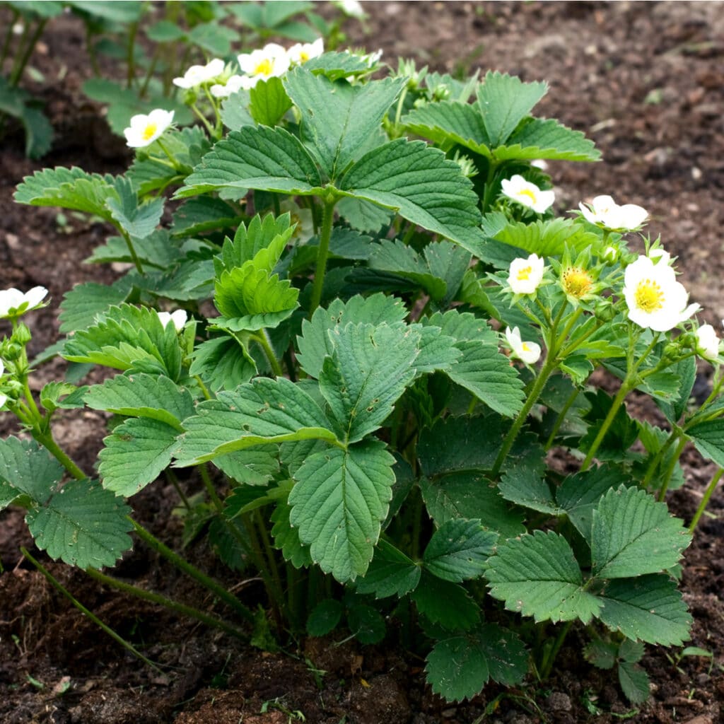Strawberry Plants Have No Runners? &ndash; Strawberry Plants