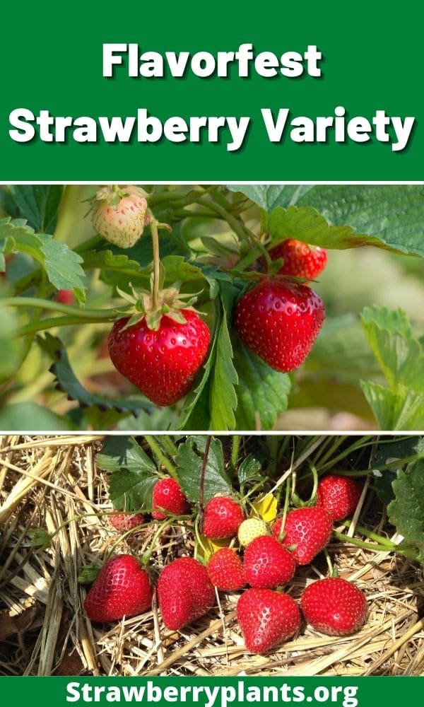 Flavorfest Strawberry Variety Strawberry Plants