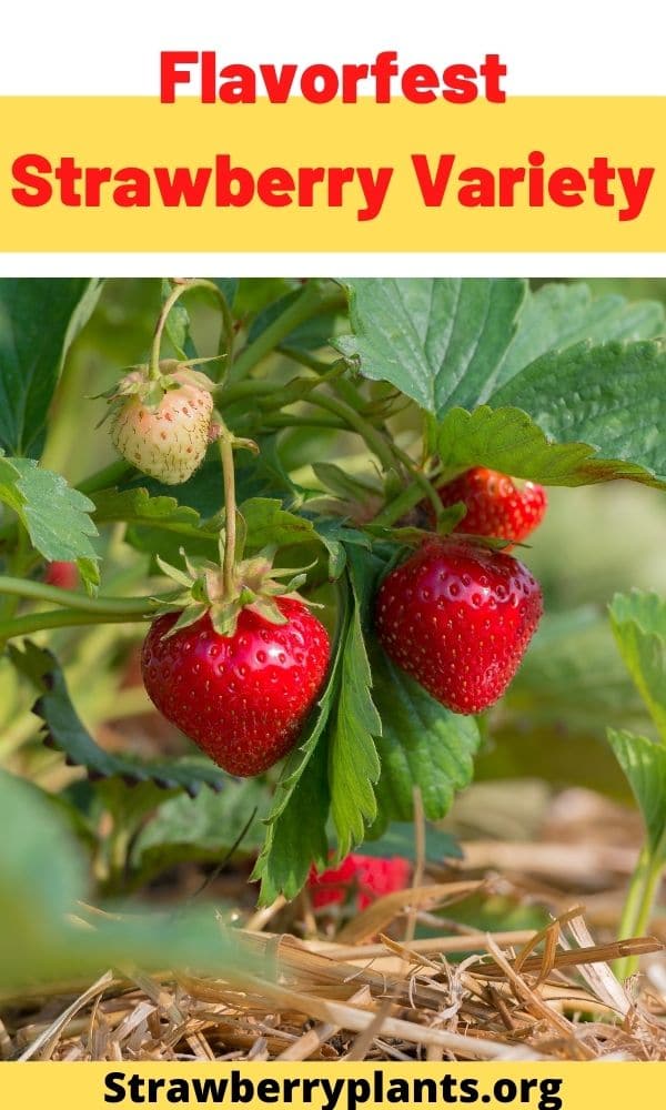 Flavorfest Strawberry Variety – Strawberry Plants