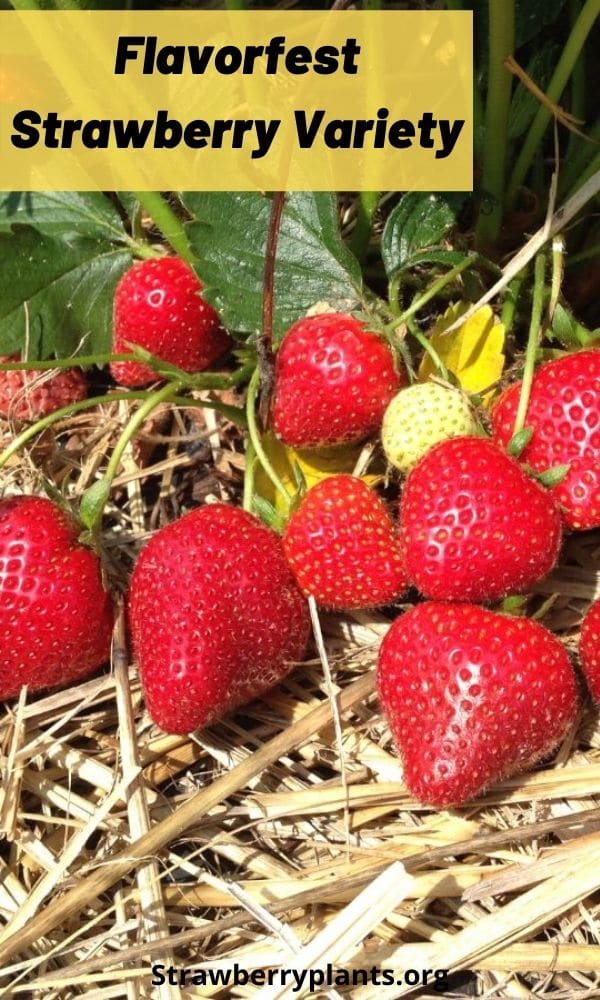 Flavorfest Strawberry Variety Strawberry Plants