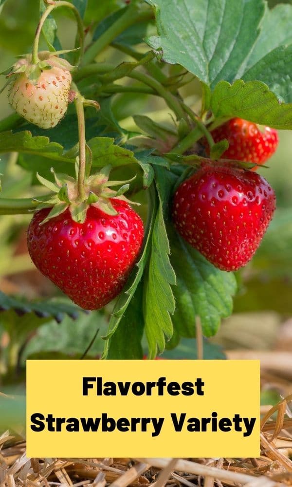 Flavorfest Strawberry Variety Strawberry Plants