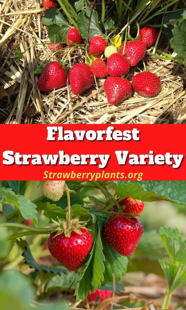 Flavorfest Strawberry Variety Strawberry Plants