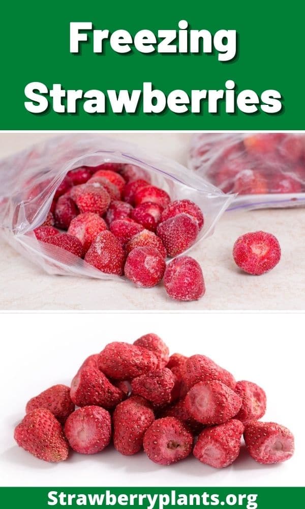 How to Freeze Strawberries: (All You Need to Know)