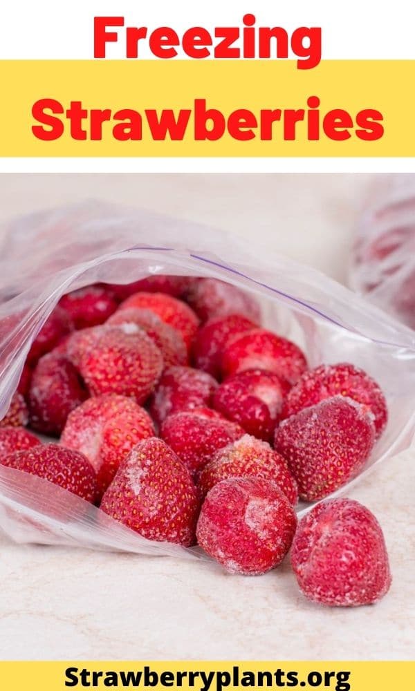 How to Freeze Strawberries (All You Need to Know)