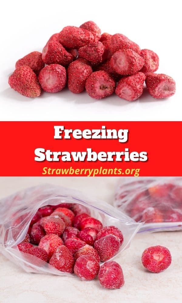 How to Freeze Strawberries (All You Need to Know)