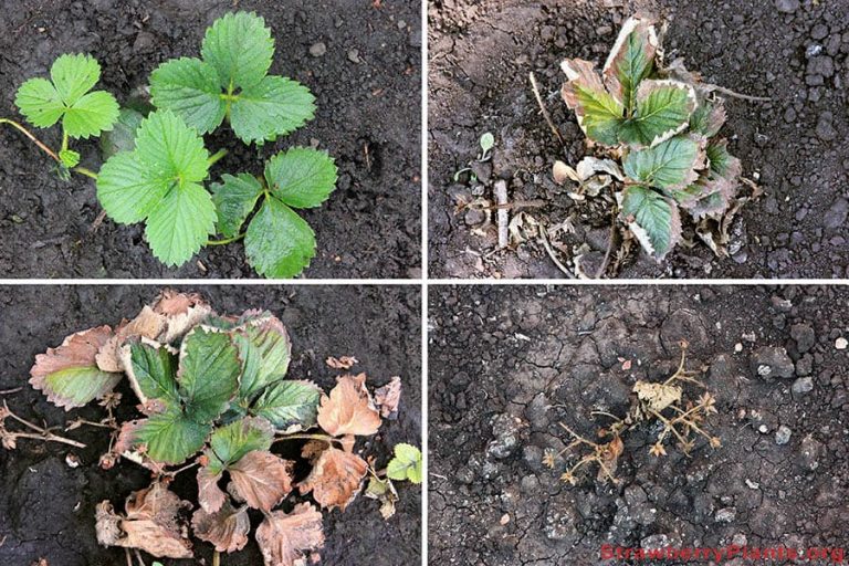Strawberry Plant Diseases Bacteria, Fungi, Molds & Viruses