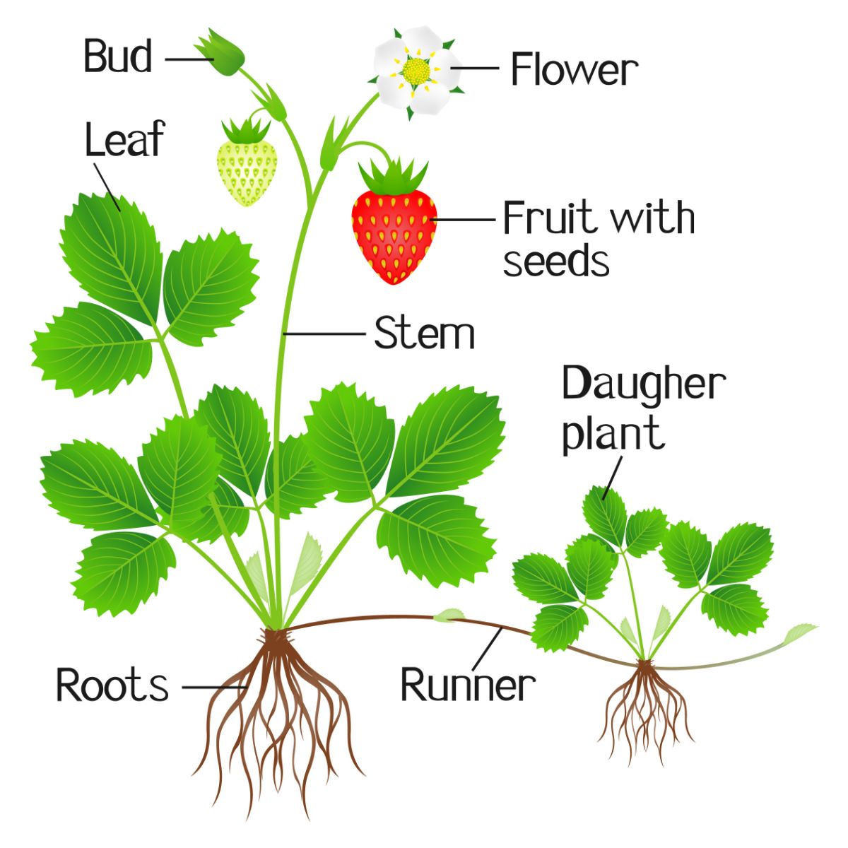 Vector showing strawberry plant genetics
