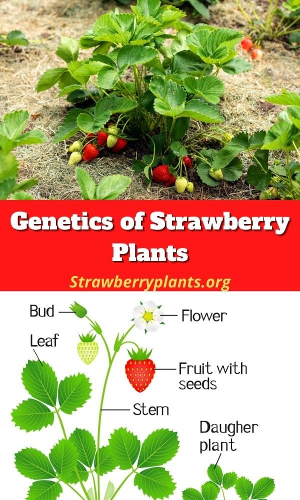 Genetics of Strawberry Plants – Strawberry Plants