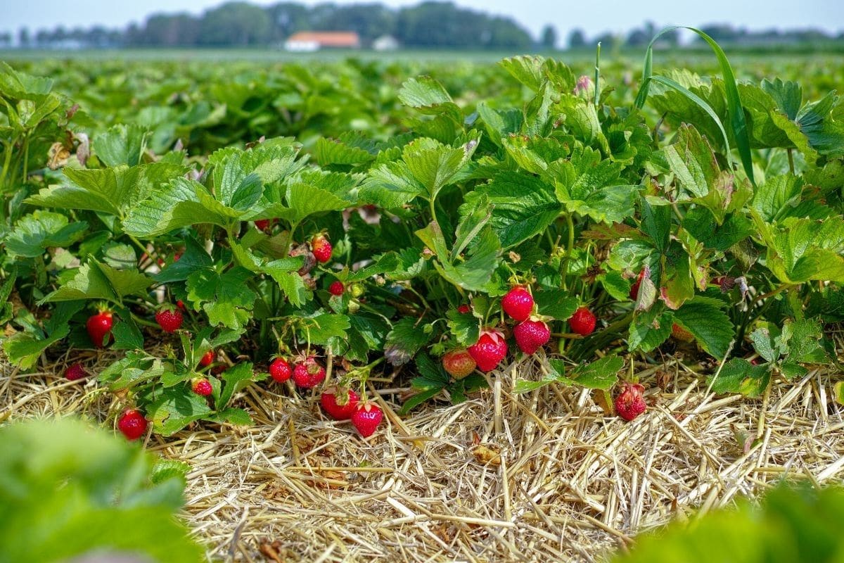Strawberry plants with ripe fruits in straw mulch on field