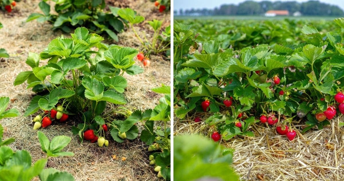 German Strawberry Varieties? Strawberry Plants