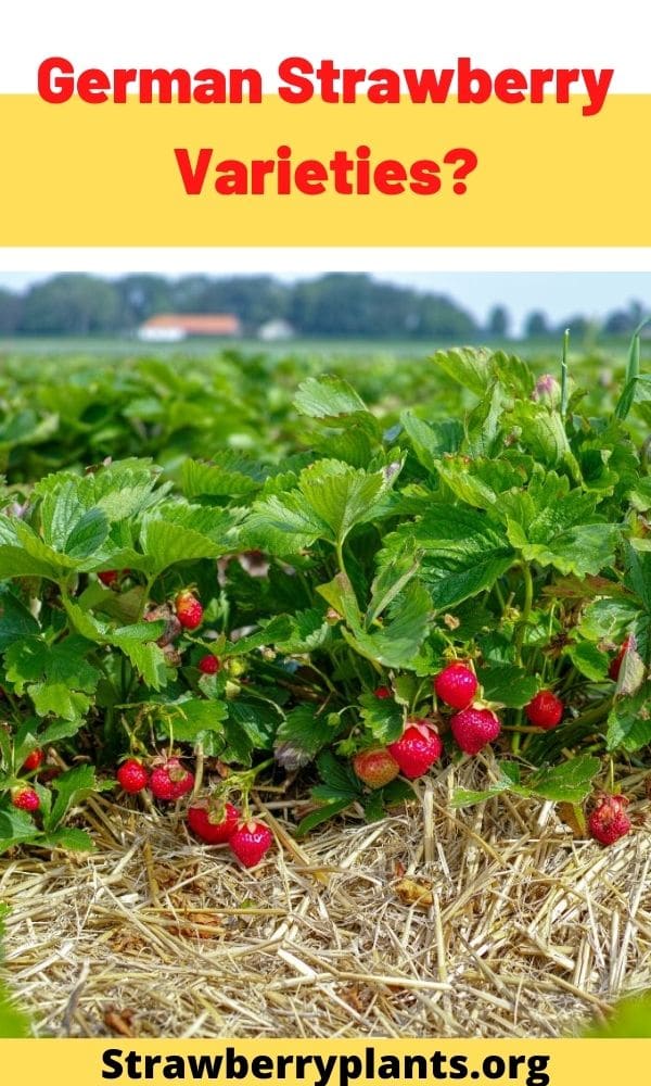 German Strawberry Varieties? Strawberry Plants