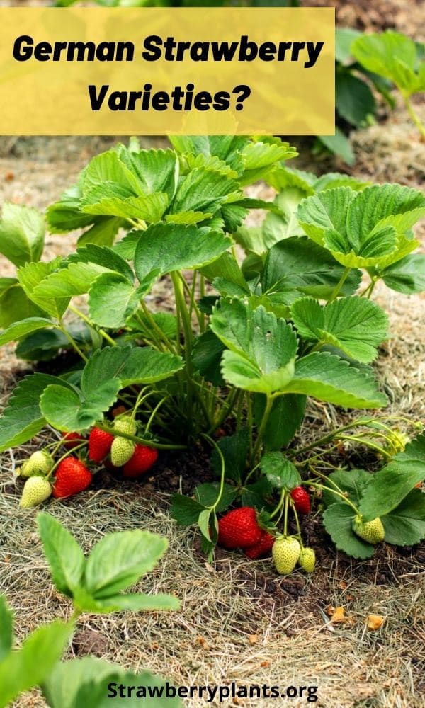 German Strawberry Varieties? Strawberry Plants