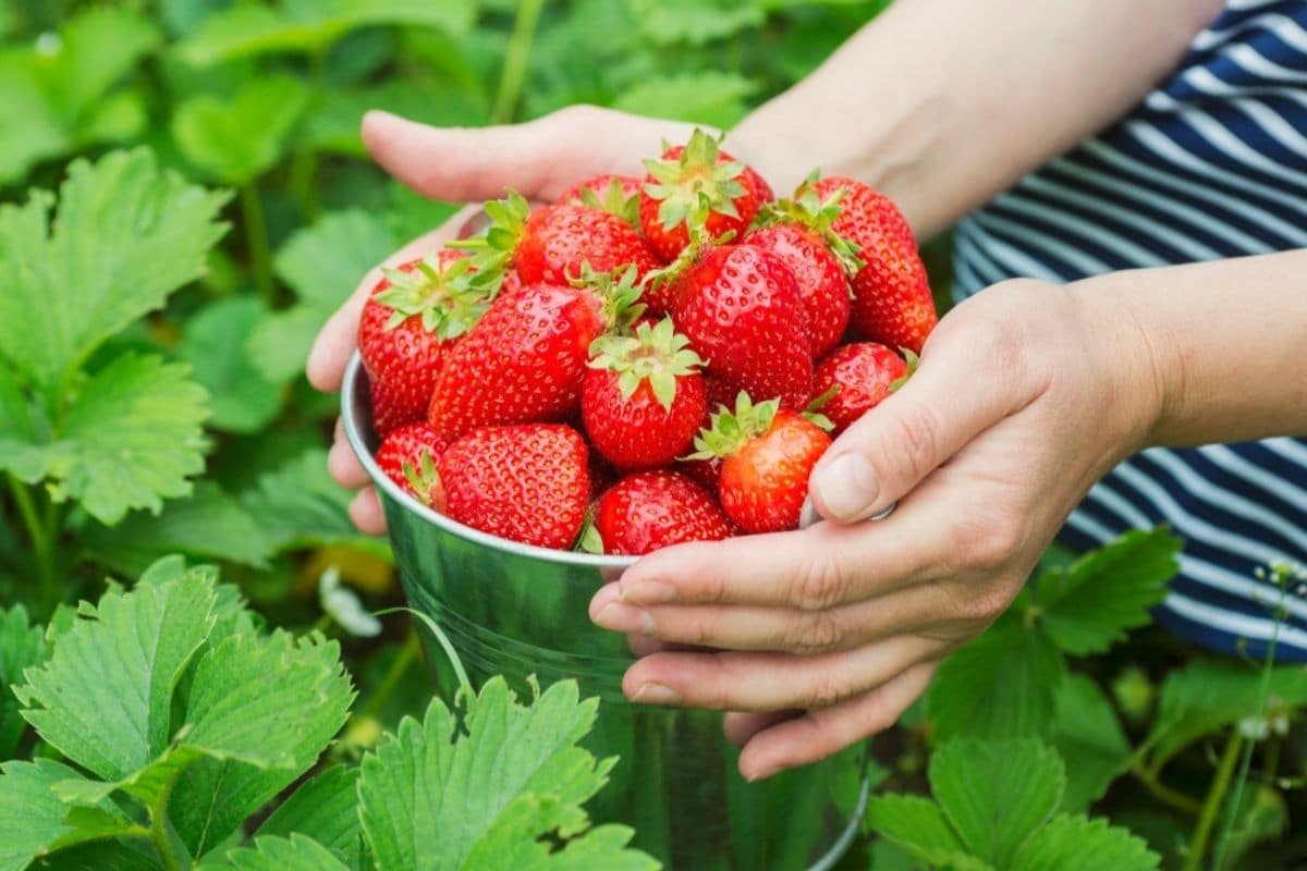 Woman holding bucket full of ripe fershly picked strawberries