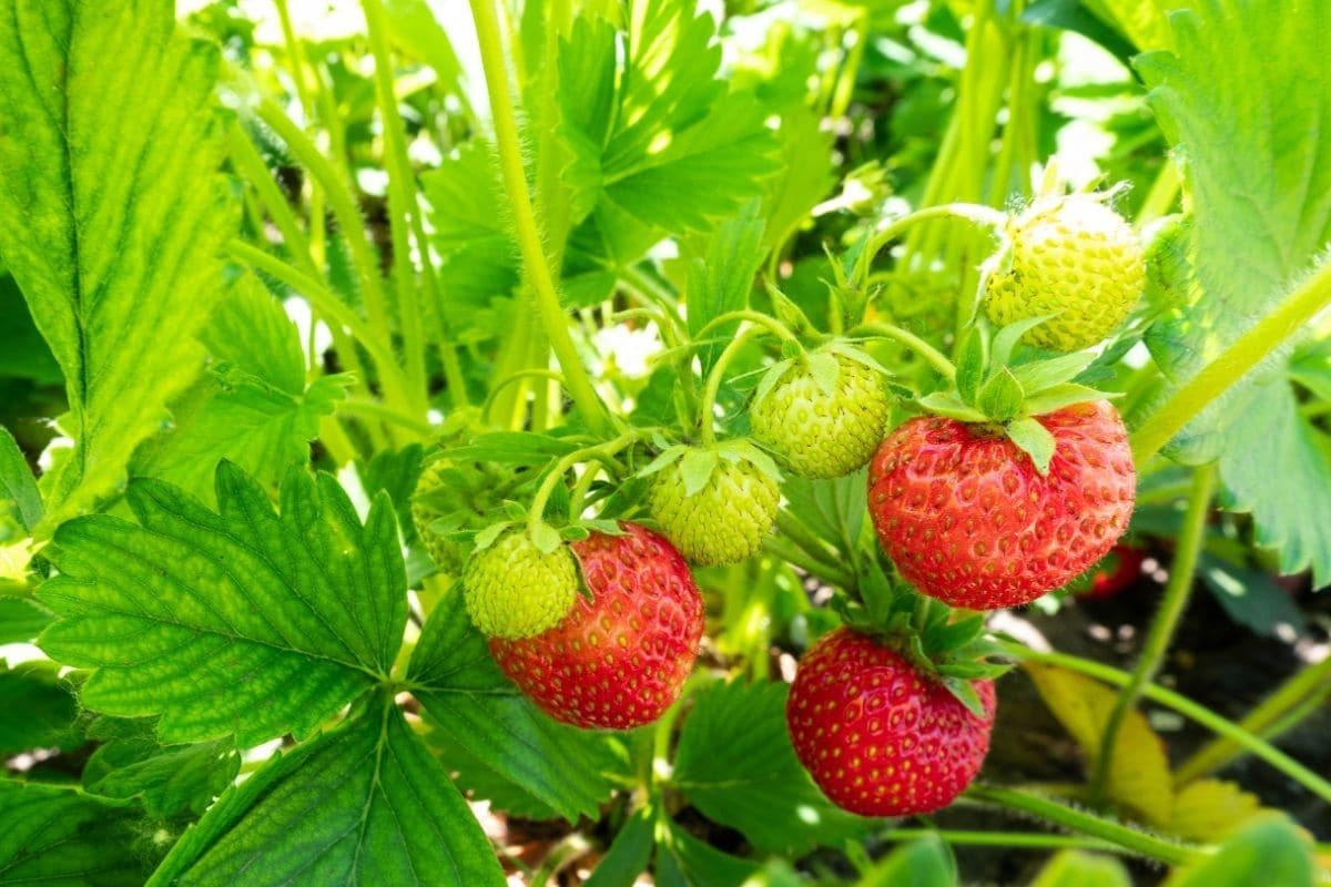 Close shot of strawberry plant with ripe and unripe  fruits on sunny day