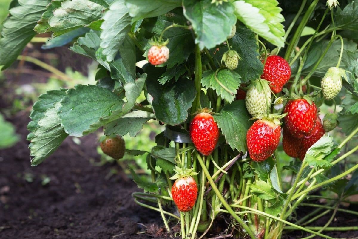 The Ribbon People White and Red Strawberry on the Vine Garden