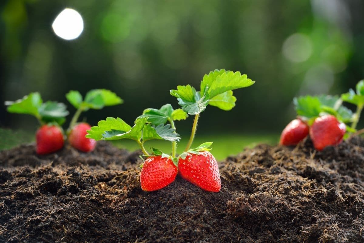 Young strawberry plants with ripe fruits in fresh soil