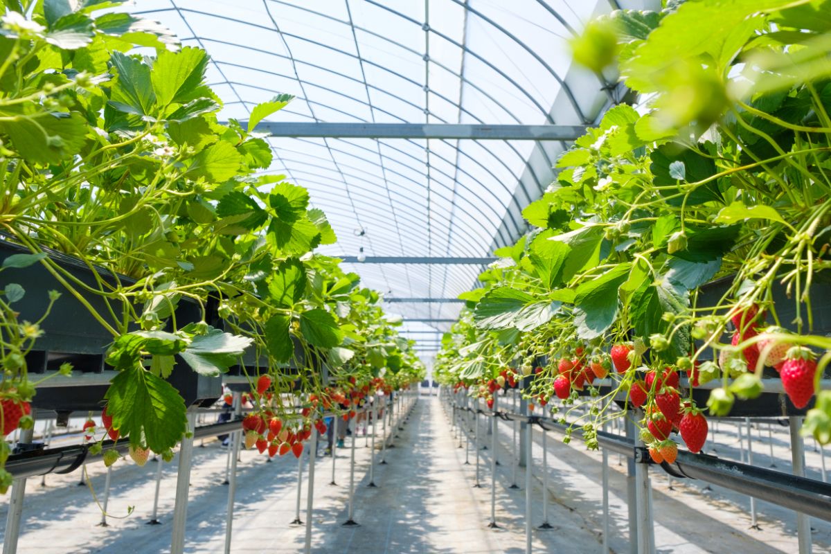 Modern hydroponic strawberry farm with shelves full of strawberry plants 
