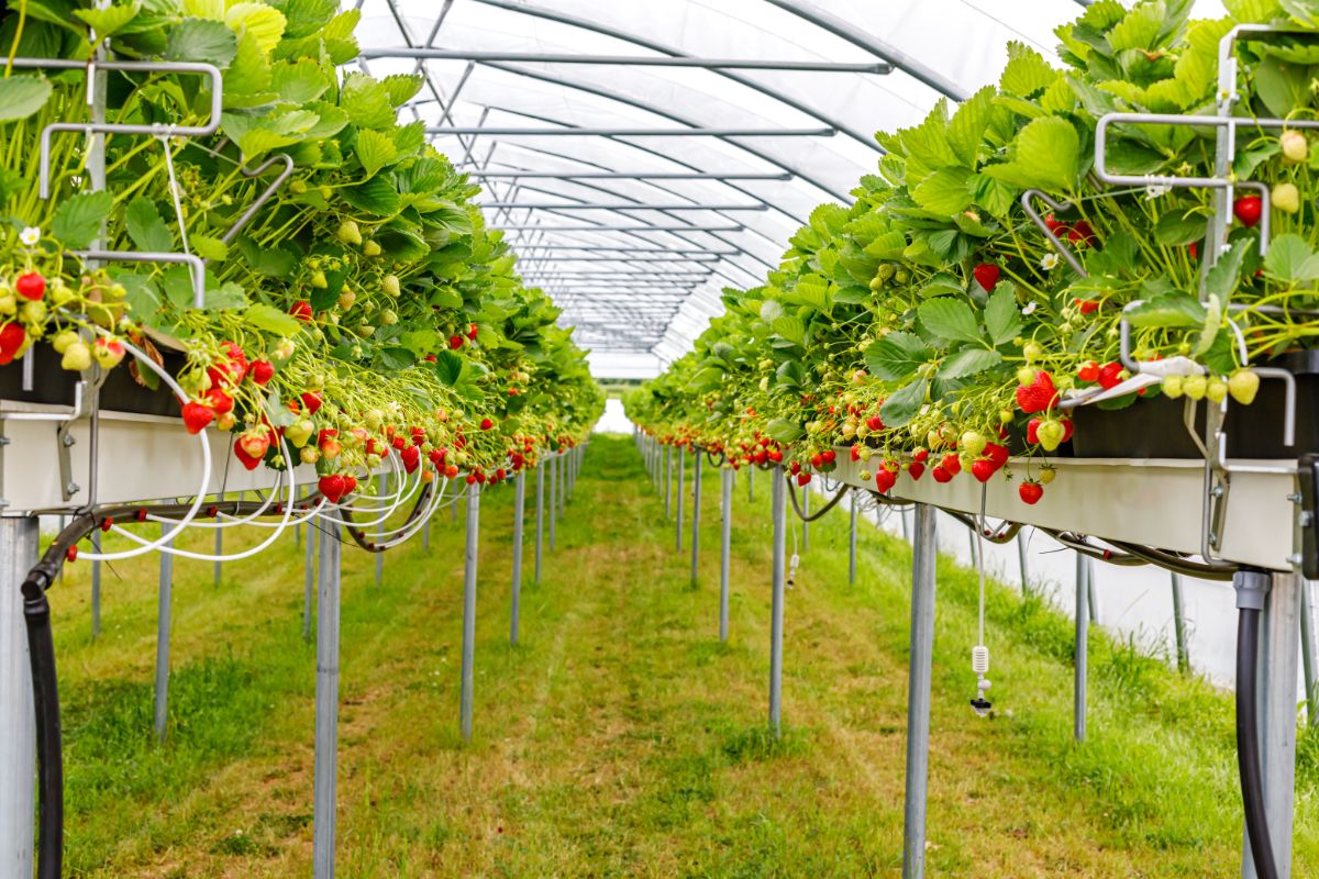 Growing Strawberries Indoors  