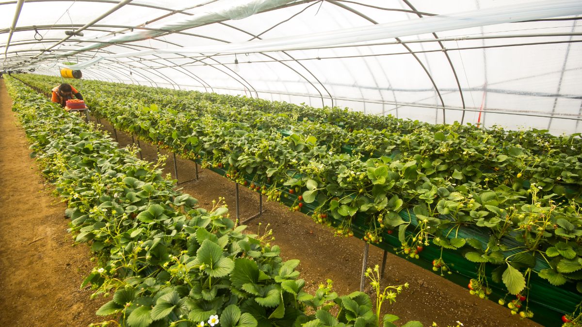 Hydroponic indoor farm with farmer