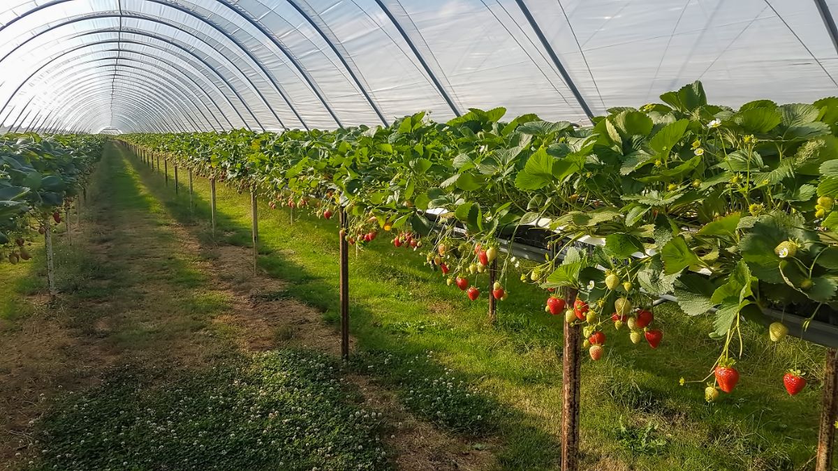 Big hydroponic indoor farm with plenty of fruits