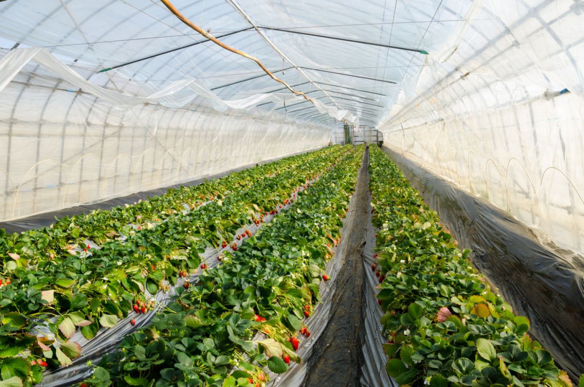 Hydroponic  indoor strawberry farm