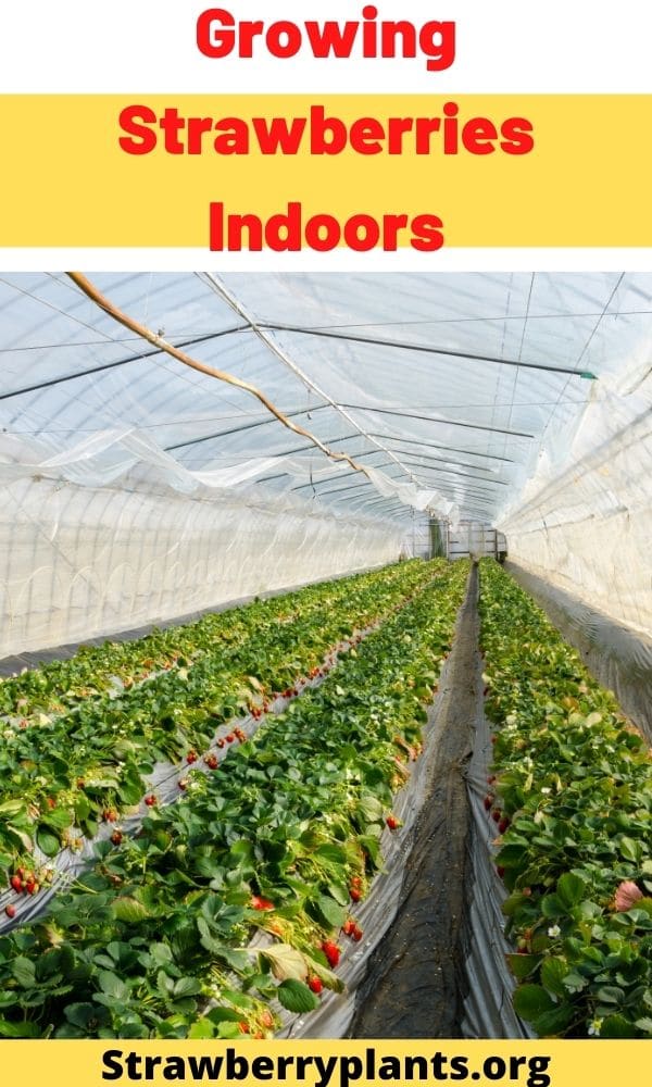 Growing Strawberries Indoors in Greenhouses The Ultimate Guide