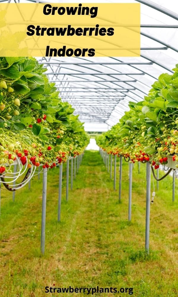 Growing Strawberries Indoors in Greenhouses The Ultimate Guide