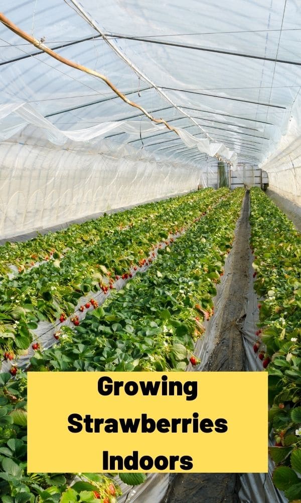 Growing Strawberries Indoors in Greenhouses: The Ultimate Guide