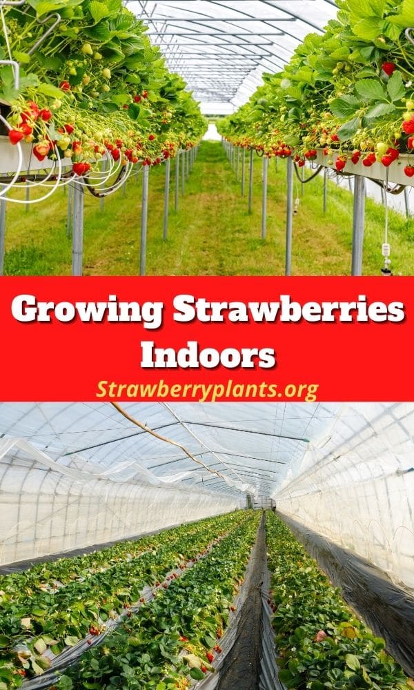 Growing Strawberries Indoors In Greenhouses The Ultimate Guide   Growing Strawberries Indoors P5 