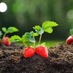Strawberry plant in soil with red ripe strawberry fruit