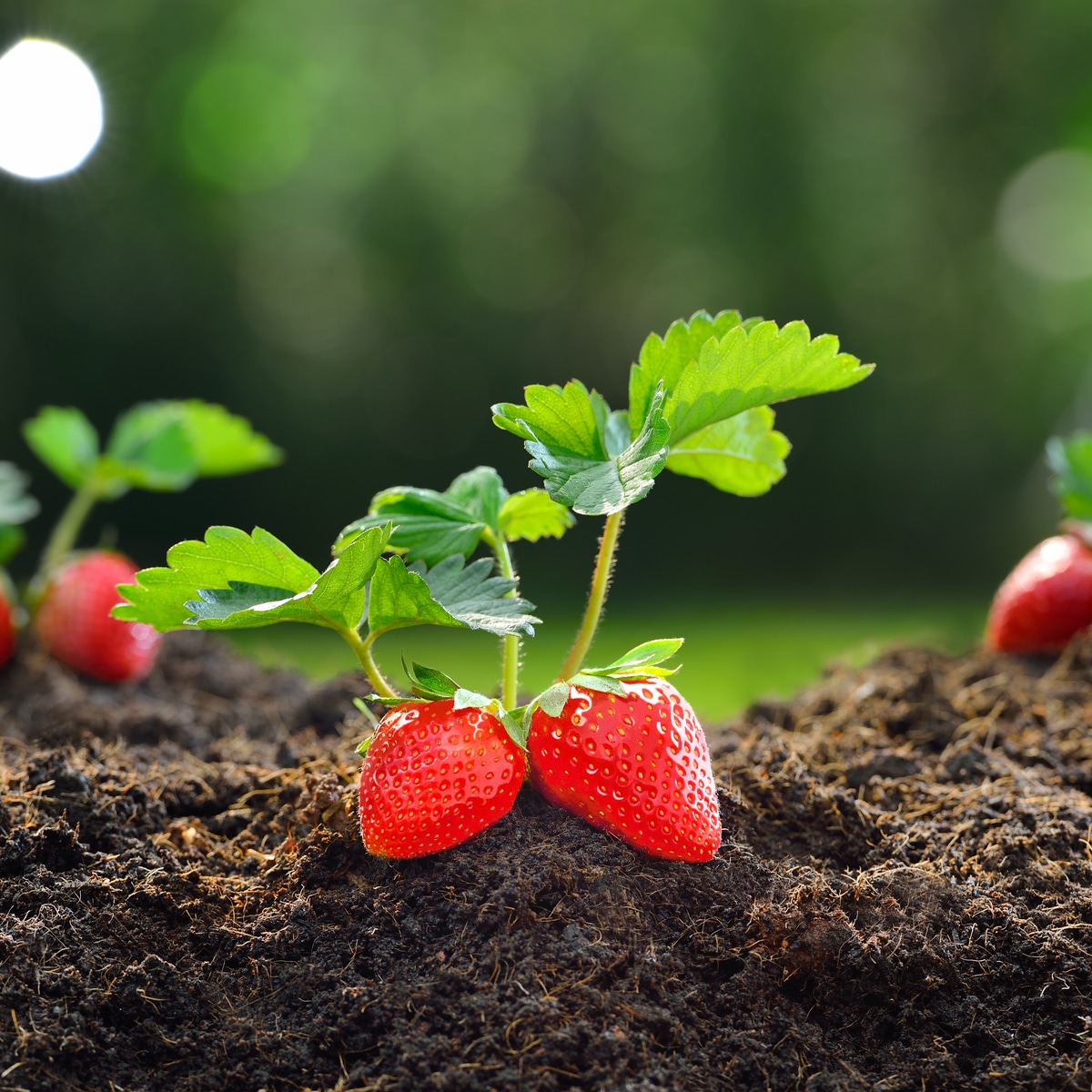 Image of A strawberry plant growing in a raised bed with a mint plant growing at the edge of the bed