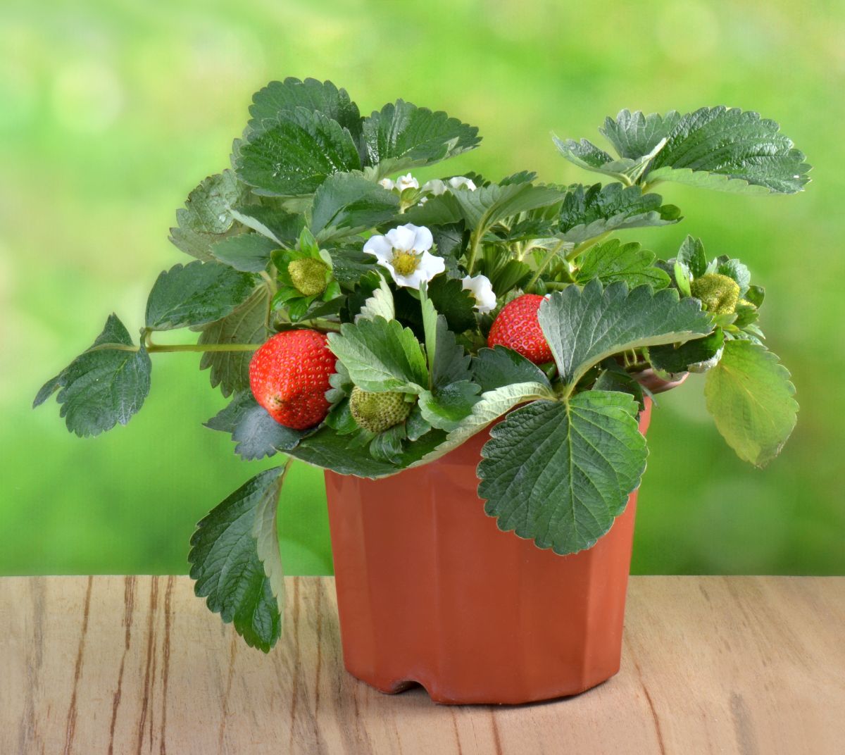 Small brown pot on wooden table full of strawberry plant