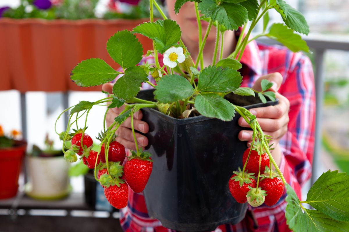 Child holding black pot with strawberries 
