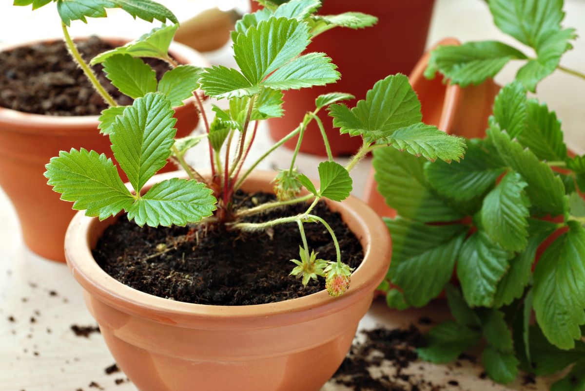 Strawberry plants in brown small pots