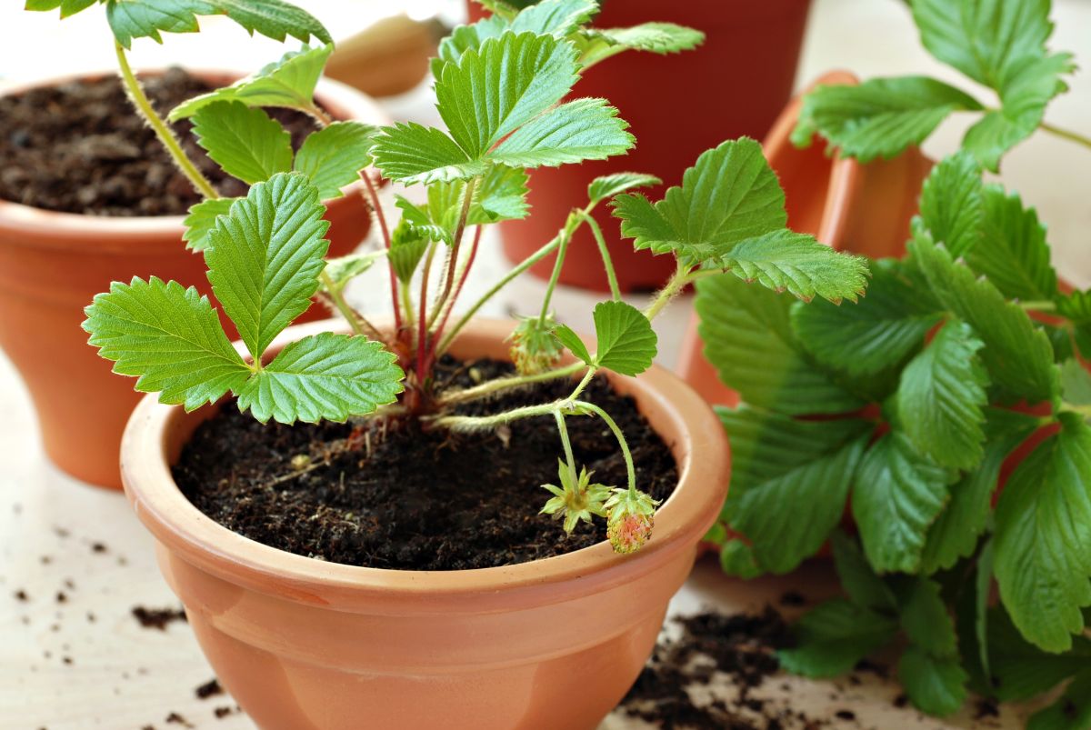 Growing Strawberries in Containers