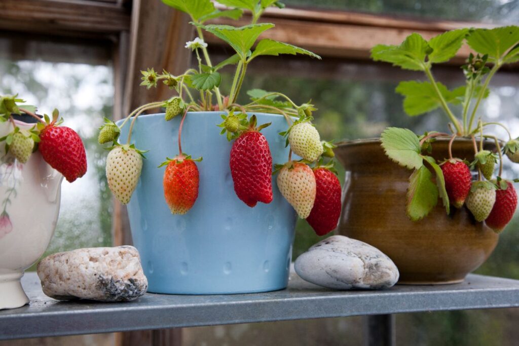 Growing Strawberries In Containers Strawberry Plants 3958