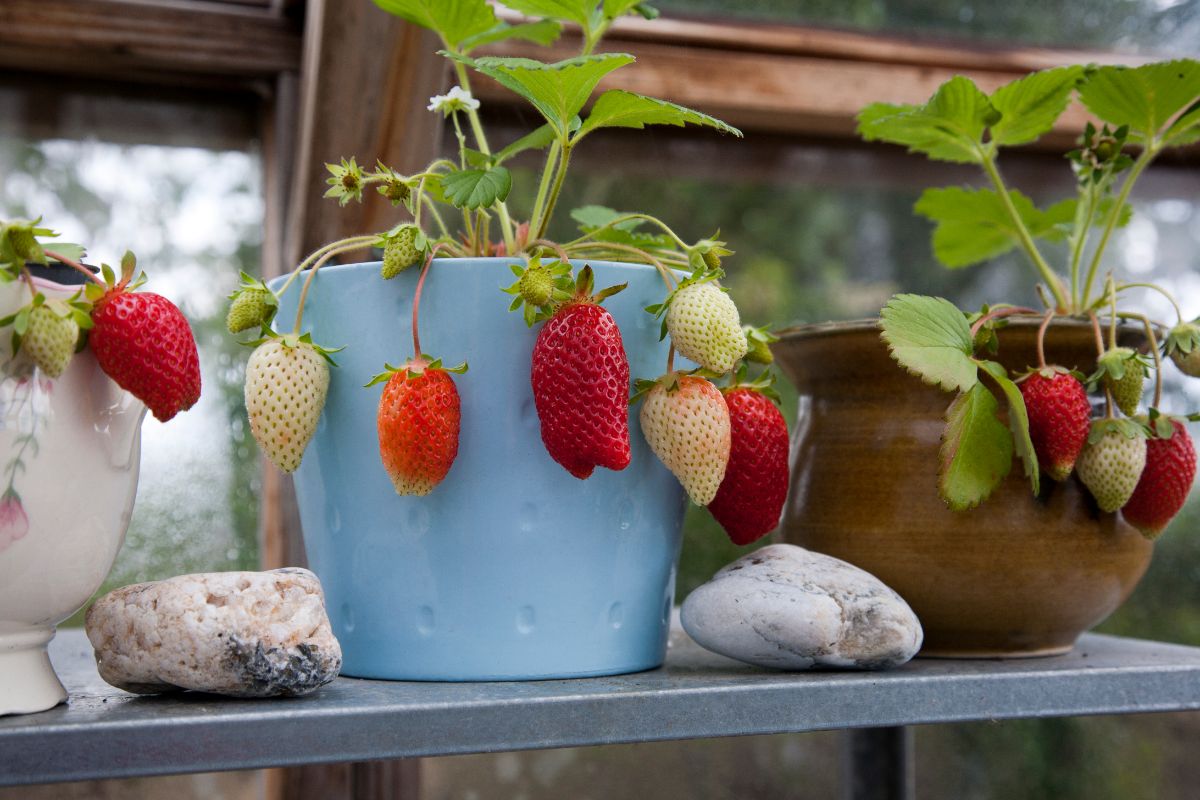 Strawberry plants with fruits in stone pots on shelf