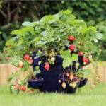 Strawberry palnts with ripe and unripe fruits growing in black big pot on green grass