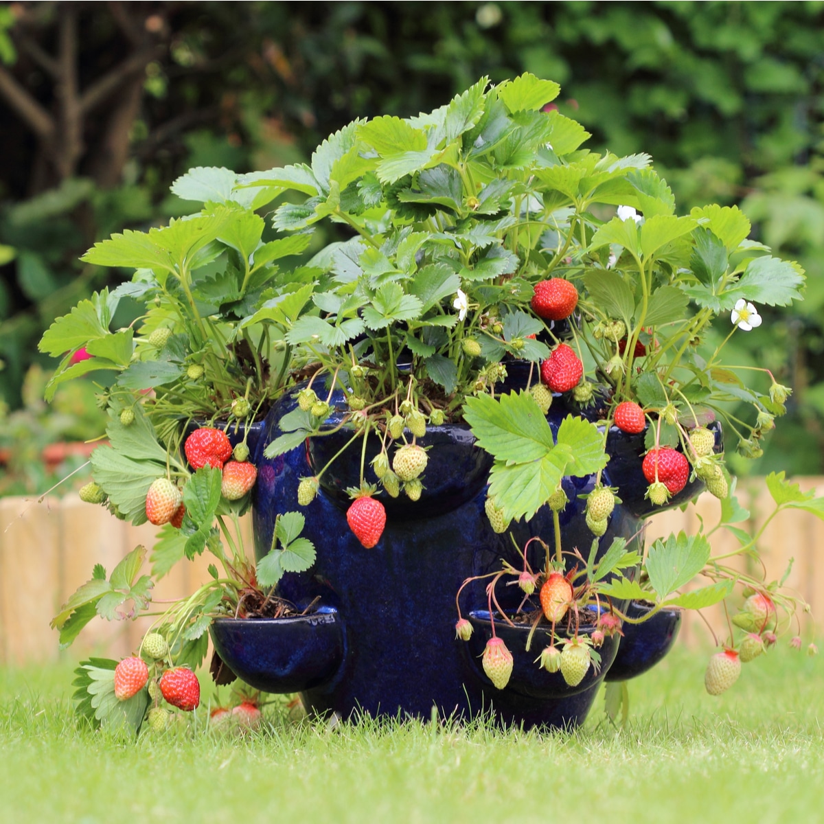 Growing Strawberries in Containers – Strawberry Plants