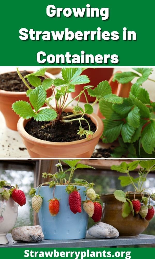 Growing Strawberries in Containers – Strawberry Plants