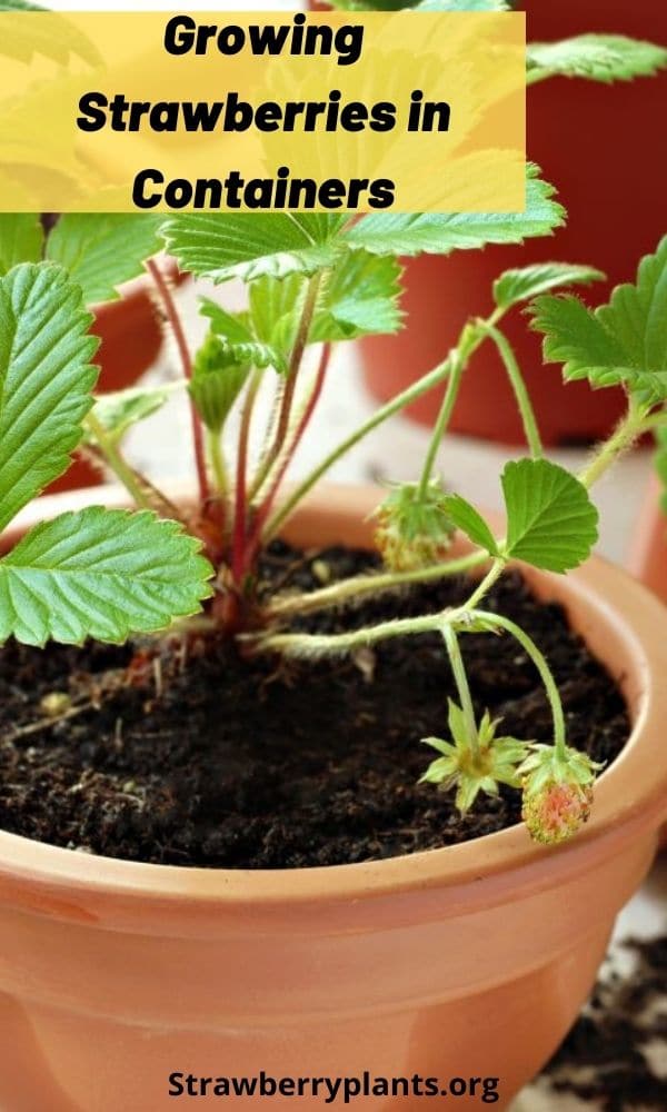 Growing Strawberries in Containers Strawberry Plants