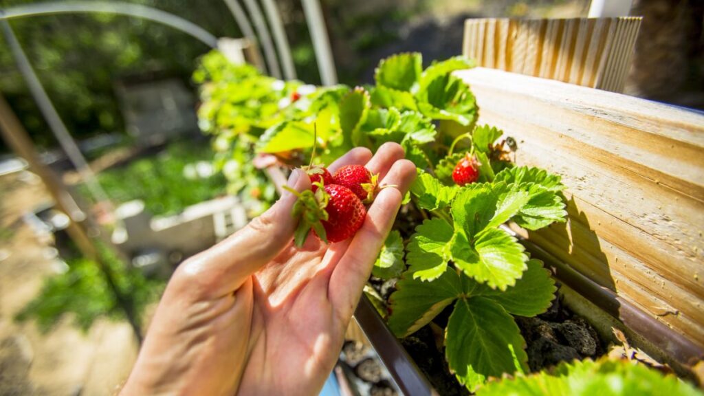 Growing Strawberries in Gutters Strawberry Plants