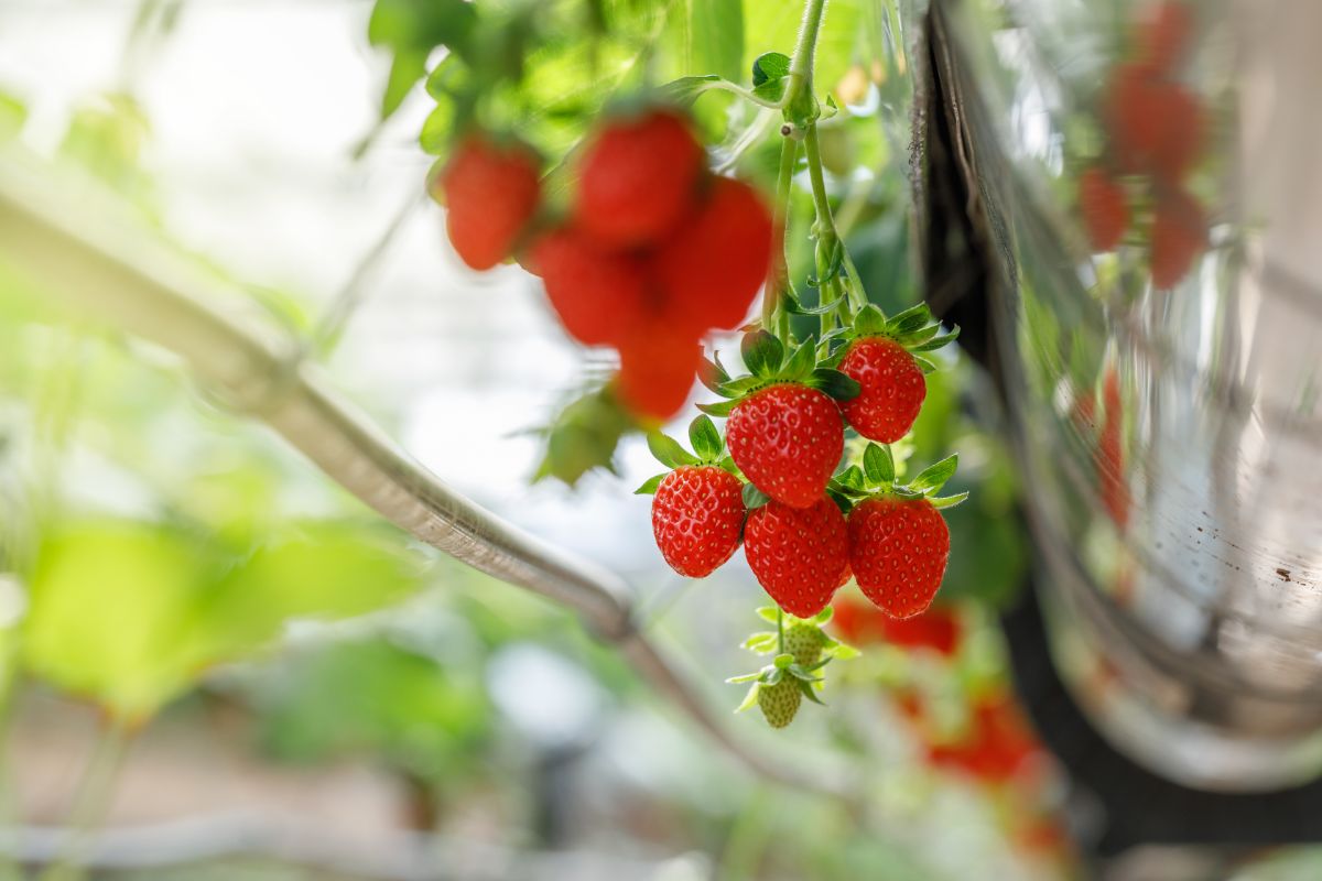 Ripe strawberries hanging from metal gutter