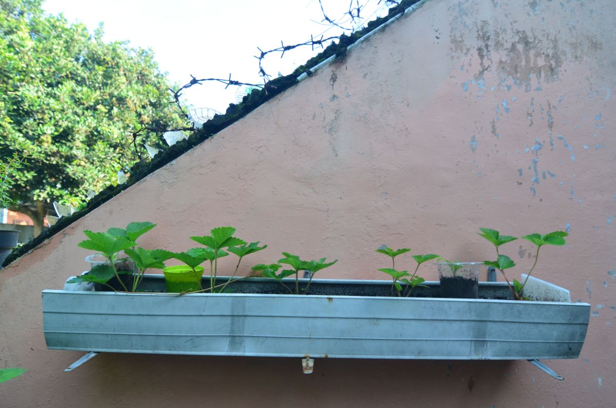 Gutter with strawberry plants hanging on wall