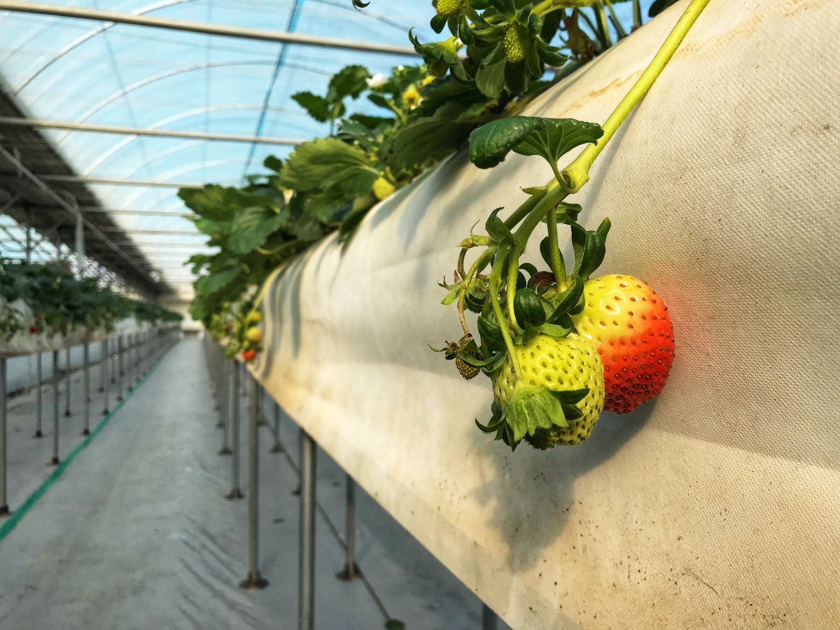 Unripe strawberry fruits hanging on plant from gutter