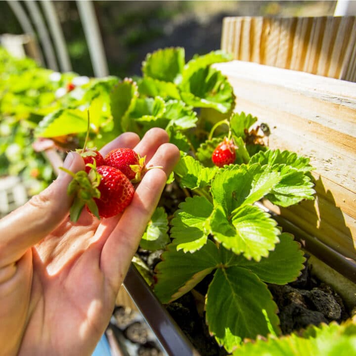 Growing Strawberries: The Definitive Guide (Updated 2022)