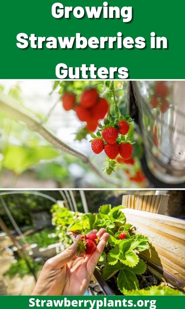 Growing Strawberries in Gutters – Strawberry Plants