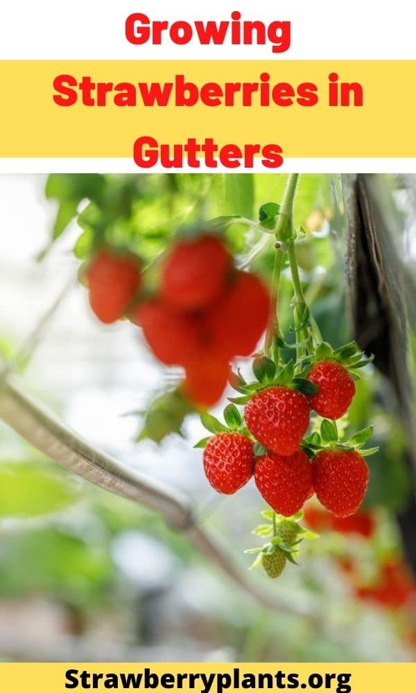 Growing Strawberries in Gutters – Strawberry Plants